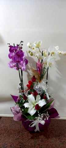 4 dallı mor beyaz orkide