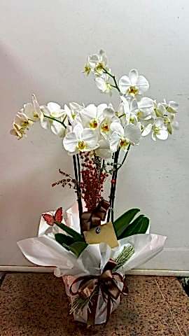 3 dallı beyaz orkide