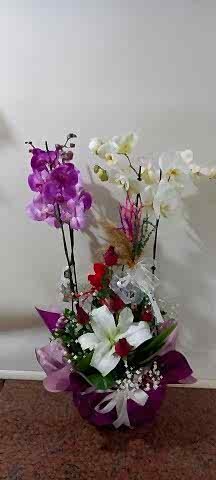 mor beyaz orkide aranjmanı