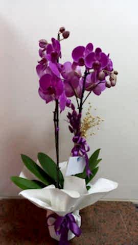 çift dal mor orkide