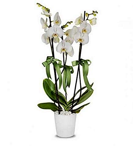 3 dallı beyaz orkide