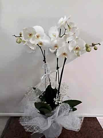 3 dallı beyaz orkide