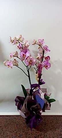 çift dal mor orkide
