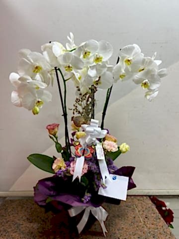 3 DALLI BEYAZ ORKİDE