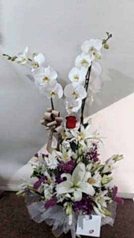 çift dal beyaz orkideli arajman