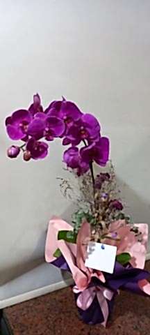 tek dal mor orkide