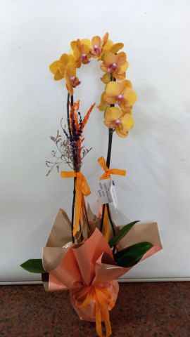 çift dal turuncu orkide