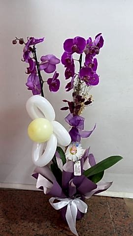 çift dal mor orkide