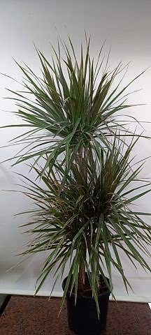 3lü dracaena marginata