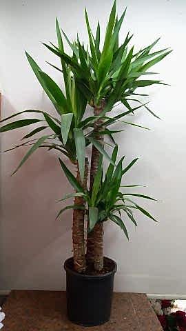 3 LÜ YUKKA ÇİÇEGİ