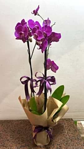 çift dal mor orkide