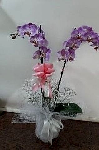 çift dal pembe orkide