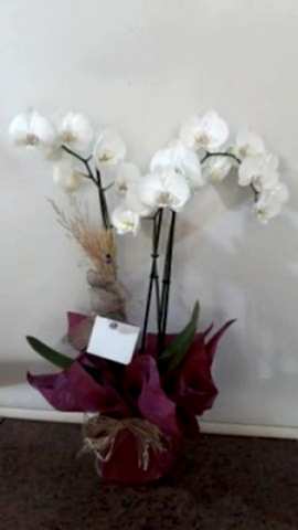 çift dal beyaz orkide