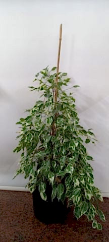 benjamin yeşil beyaz