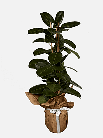 Kauçuk - Saksı Çiçeği