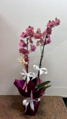 2 dallı pastel orkide