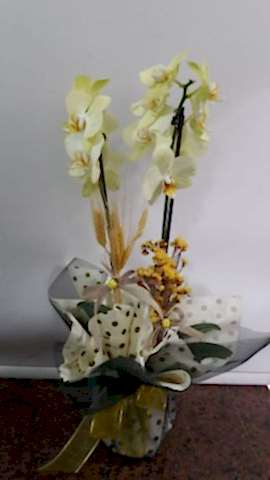 2 DALLI SARI ORKİDE